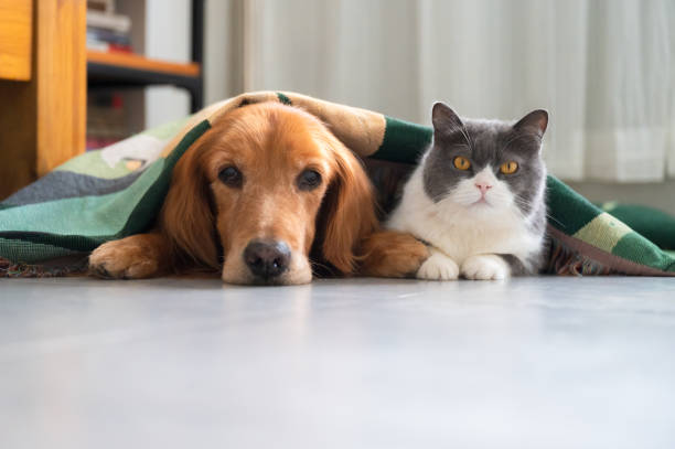 How to Create a Comfortable Space for Your Pet