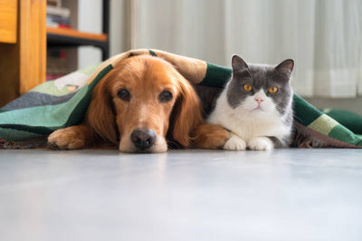 How to Create a Comfortable Space for Your Pet