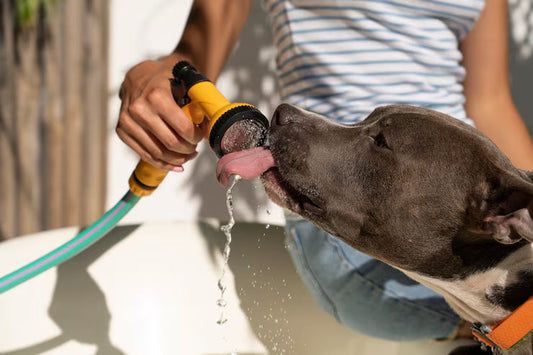 Choosing the Right Water Bowl and Feeder: Your Pet’s Health Starts with Water